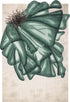 Algua