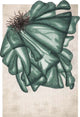 Algua