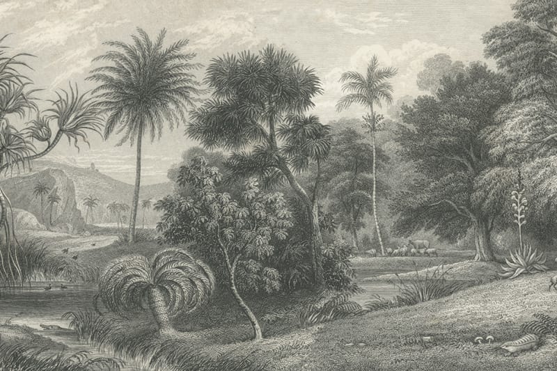 Jungle Land, Vintage