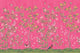 Chinoiserie Chic, Fuchsia