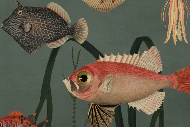 Aquatic Life, Oxygen