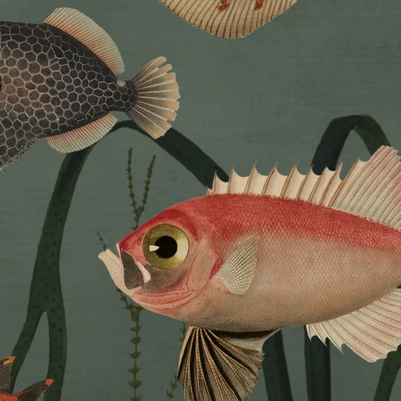 Aquatic Life, Oxygen