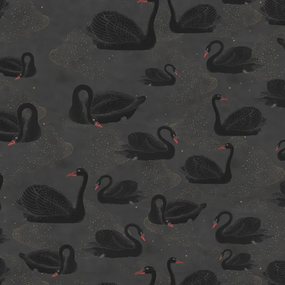 Cygne, Noir
