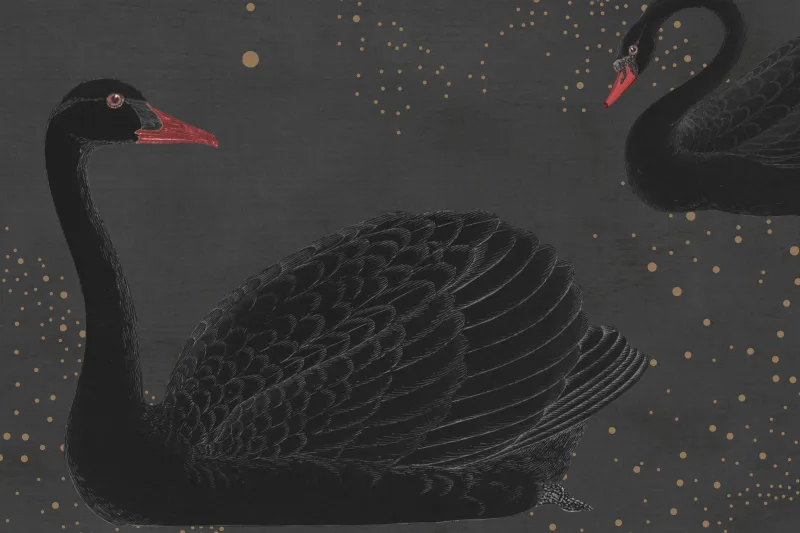 Cygne, Noir