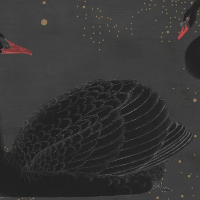Cygne, Noir