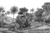 Jungle Land